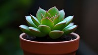Vibrant green succulent plant with symmetrical rosette shape growing in terracotta pot against dark background, macro photography with selective focus.
