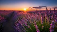 Lavender field at sunset with purple flowers blooming in rows, golden hour light creating warm atmosphere for aromatherapy and natural wellness concepts.