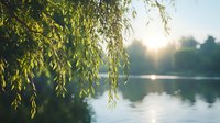 Tranquil lake landscape at sunrise with hanging willow branches framing misty water reflection and soft sunlight breaking through morning fog.