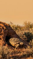 Desert tortoise emerging from rocky shelter during golden hour sunset in arid landscape with warm orange lighting and natural habitat environment.