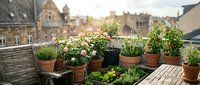 Rooftop garden with potted flowering plants and herbs in terracotta containers on wooden deck overlooking urban cityscape, urban gardening and green space design.