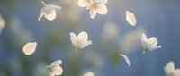 Delicate white flower petals and blossoms floating gracefully through soft blue sky, creating dreamy spring atmosphere for nature and seasonal design projects.