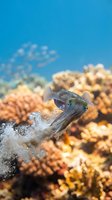 Tropical fish swimming near vibrant coral reef in crystal clear blue ocean water with bubbles and marine life underwater ecosystem for diving content.