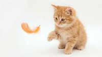 Adorable orange tabby kitten playing with floating feather on white background, isolated pet portrait for design projects and animal lover content.