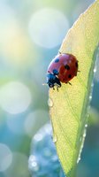Red ladybug with black spots crawling on green leaf edge with morning dew drops and soft bokeh background for nature and garden themes.