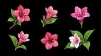 Pink flowering plant blossoms isolated on transparent background, ready for t-shirt design, clipart, stickers, sublimation, and print-on-demand projects.