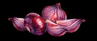 Red onions whole and sliced in watercolor style, isolated on transparent background. Great for food clipart, kitchen prints, t-shirt design, stickers, and sublimation projects.