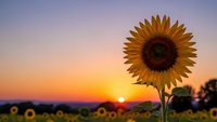Single sunflower blooming in field during golden hour sunset with warm orange and purple sky background for nature and agriculture concepts.