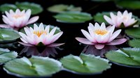 Pink water lilies floating on dark pond surface with green lily pads, creating serene reflection in still water. Natural botanical garden scene.