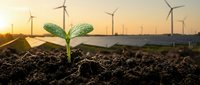 Green seedling sprouting from rich soil with wind turbines in background during golden hour sunrise symbolizing renewable energy and sustainable growth.