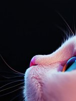 Close-up macro shot of pink cat nose and whiskers against dark background, showing detailed texture of animal fur and delicate sensory features in vibrant colors.