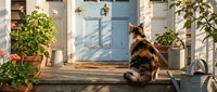 Calico cat sitting on wooden porch steps near blue door with potted plants in warm sunlight creating peaceful domestic scene.