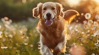 Happy Golden Retriever running through meadow with dandelions at sunset, backlit by golden sunlight creating magical atmosphere, dog enjoying nature outdoors.