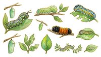 Caterpillar and chrysalis lifecycle stages illustrated in watercolor, showing green caterpillars, pupae, and leaves on isolated white background. Suitable for educational materials, children's books, and nature design projects.