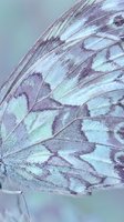 Macro closeup of butterfly wing showing intricate scale patterns and veining in soft purple and mint tones, suitable for nature and wildlife backgrounds.