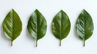 Fresh green magnolia leaves arranged in row on white background, natural botanical composition isolated for design use and creative projects.