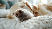 Close-up of sleeping dog nose on white textured bedding, showing peaceful pet resting moment with soft natural lighting and shallow depth of field.