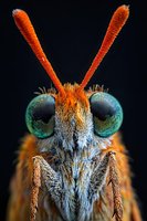 Extreme macro portrait of orange moth head with large turquoise compound eyes and detailed antennae against black background, showing intricate insect anatomy.