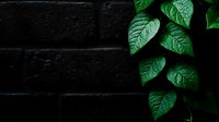 Green tropical leaves against dark black brick wall background creates dramatic contrast and minimalist composition for modern interior design and nature concepts.
