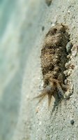 Sea cucumber marine animal resting on sandy ocean floor underwater in shallow tropical waters for marine biology and underwater wildlife content.