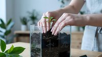 Young woman with light skin tone planting green seedling in soil-filled glass container indoors, surrounded by potted plants, wearing white clothing, demonstrating gardening and plant care for home cultivation.