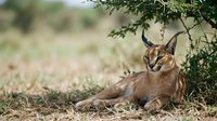 Wild caracal cat resting under acacia tree in natural African savanna habitat. Tufted ears and golden coat visible in wildlife photography composition.