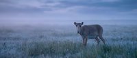 Young deer standing in misty grassland during twilight hour with purple sky and fog creating serene wildlife scene for nature photography and outdoor themes.