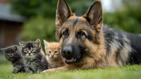 German Shepherd dog lying on green grass with two small kittens, one gray and one orange, showcasing interspecies friendship in outdoor setting.