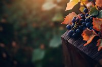 Fresh dark purple grapes with autumn colored leaves resting on rustic wooden fence post in soft evening light, creating moody harvest atmosphere.