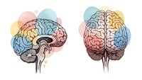 Human brain anatomy illustration with colorful regions showing neurological structure and cerebral cortex for medical education and neuroscience study.