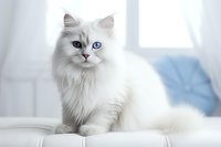 White longhair cat with striking blue eyes sitting on light leather sofa. Soft natural window lighting creates dreamy atmosphere for pet photography and home decor use.
