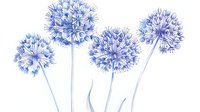 Delicate blue allium flowers with long stems in watercolor style on white background, botanical art suitable for stationery and wall decor.