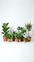 Collection of lush green houseplants in terracotta pots arranged on white background, featuring monstera, fiddle leaf fig, and snake plant.
