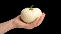 White heirloom tomato held in a hand, isolated on transparent background. Ready for stickers, print on demand, T-shirt design, clipart, and sublimation use.