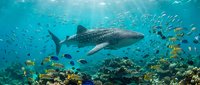 Majestic whale shark swimming through vibrant coral reef surrounded by colorful tropical fish in crystal clear turquoise ocean waters with sunlight rays.