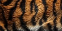 Close up macro shot of natural tiger fur texture showing detailed orange and black striped pattern with soft fluffy hair fibers in high resolution.
