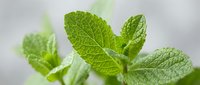 Fresh green mint leaves with detailed texture and veins, aromatic herb for cooking, tea, cocktails and natural remedies on soft blurred background.