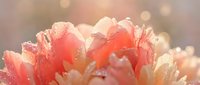 Delicate coral pink peony petals with morning dew drops glowing in soft golden sunlight creating dreamy bokeh background for romantic spring designs.