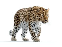 Spotted leopard walking on white background isolated for wildlife design projects and educational materials about big cats and predators.