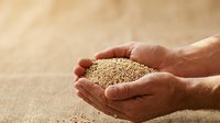 Farmer hands holding quinoa seeds over burlap background, representing organic grain harvest and sustainable agriculture for food production.