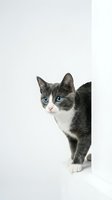 Adorable gray and white kitten with bright blue eyes on clean white background, isolated for pet care designs and animal lover projects.