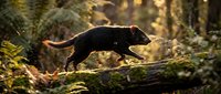 Black panther prowling through lush tropical rainforest with golden sunlight filtering through dense jungle foliage creating dramatic lighting atmosphere.