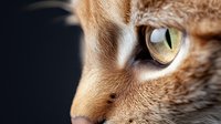 Extreme close-up macro shot of ginger cat's amber eye with detailed view of iris, pupil and fur texture against dark background, showing feline beauty.