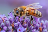 Honey bee collecting pollen from purple lavender flowers in garden, macro photography showing detailed insect anatomy against blurred background.