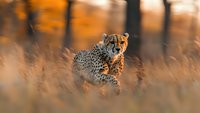 Majestic cheetah resting in tall golden grass during sunset, soft focus creates dreamy atmosphere while highlighting spotted coat pattern and alert posture of wild cat.