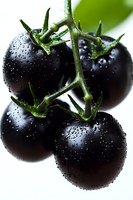 Fresh black tomatoes on green stem with water droplets, macro photography showing detailed texture and natural moisture for food and produce marketing.