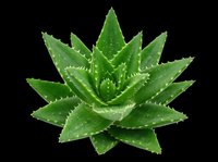 Aloe vera plant with thick green leaves and serrated edges, isolated on transparent background, ready for t-shirt designs, clipart, stickers, print-on-demand products, and sublimation projects.