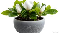 White magnolia flowers blooming in modern gray ceramic pot with fresh green leaves, isolated on white background for home decor and gardening designs.