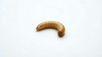 Mealworm larva isolated on white background, suitable for educational materials, pest control documentation, and entomology research purposes.