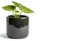 Young Philodendron plant with bright green heart-shaped leaves growing in modern speckled black ceramic pot against white background, minimalist home decor styling.